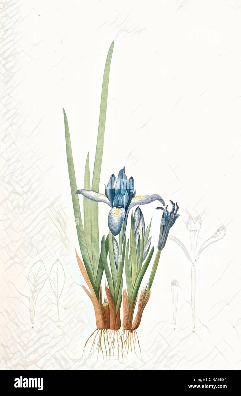 Iris triflora, Iris ensata, Iris à trois fleurs, Japanese Iris, Redouté, Pierre Joseph, 1759-1840, les liliacees reimagined Stock Photo