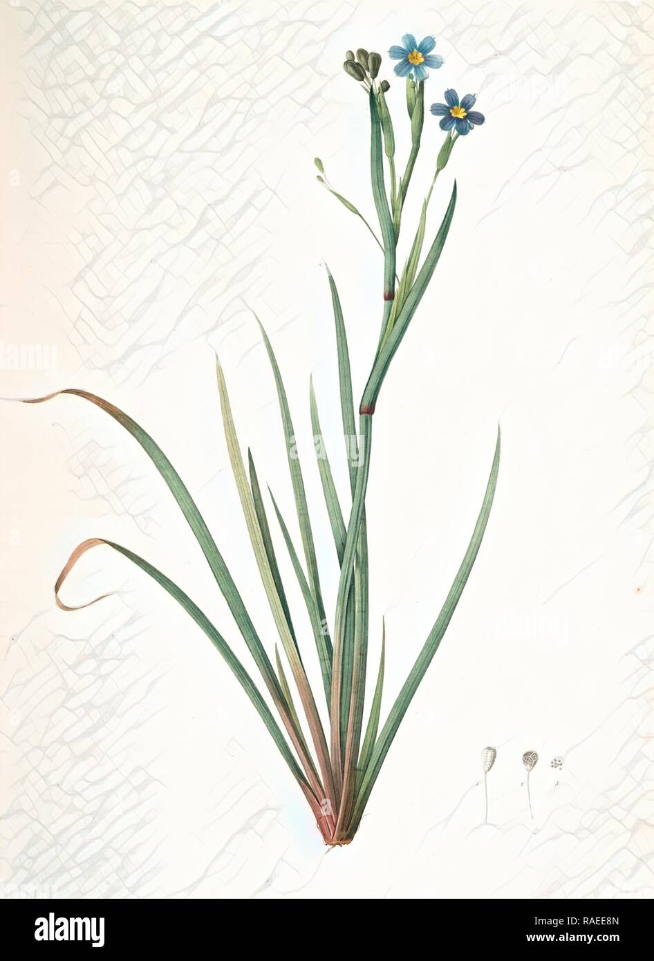 Sisyrinchium Bermudiana, Sisrinche bermudienne, Blue-eyed grass, Redouté, Pierre Joseph, 1759-1840, les liliacees reimagined Stock Photo