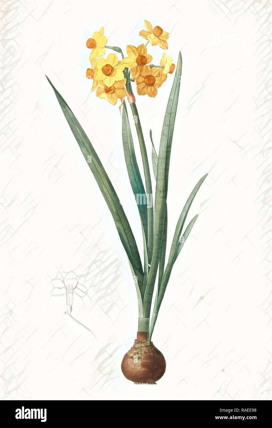 Narcissus Tazetta, Narcissus dubius, Narcisse douteux, Polyanthes Narcissus, cream narcissus, bunch flowered reimagined Stock Photo