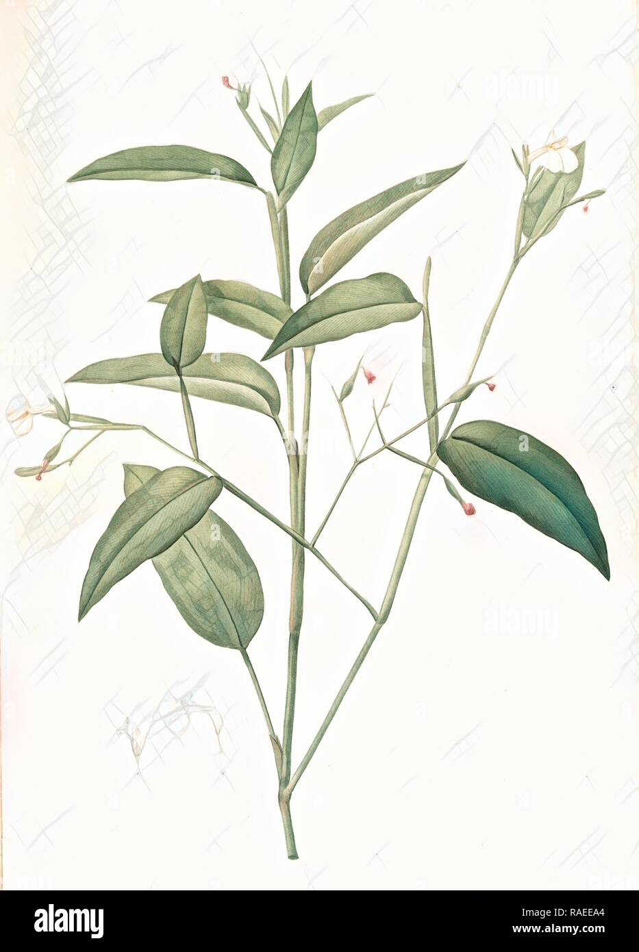 Maranta arundinacea, Maranta roseau, Arrowroot, Obedience plant, Redouté, Pierre Joseph, 1759-1840, les liliacees reimagined Stock Photo