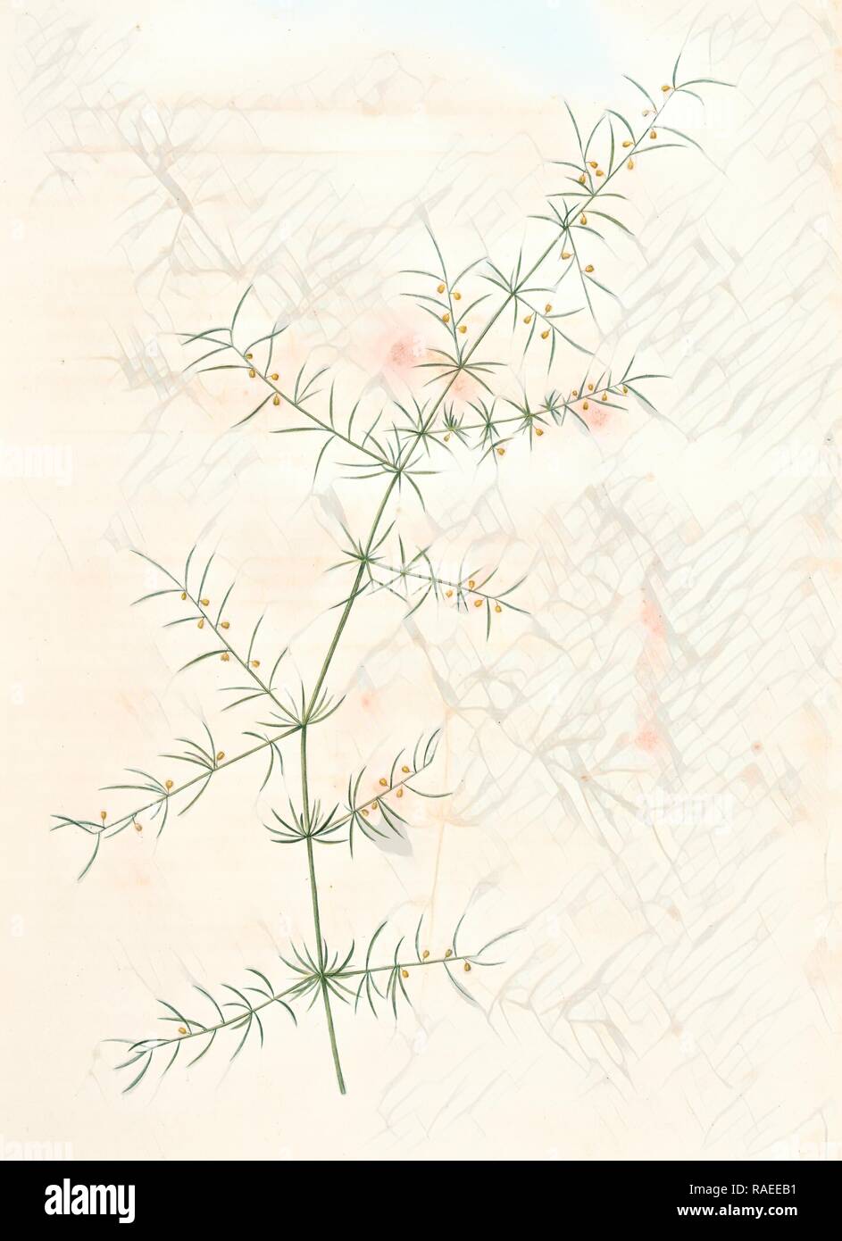 Asparagus tricarinatus, Asparagus verticillatus, Asperge à trois carènes, Redouté, Pierre Joseph, 1759-1840, les reimagined Stock Photo