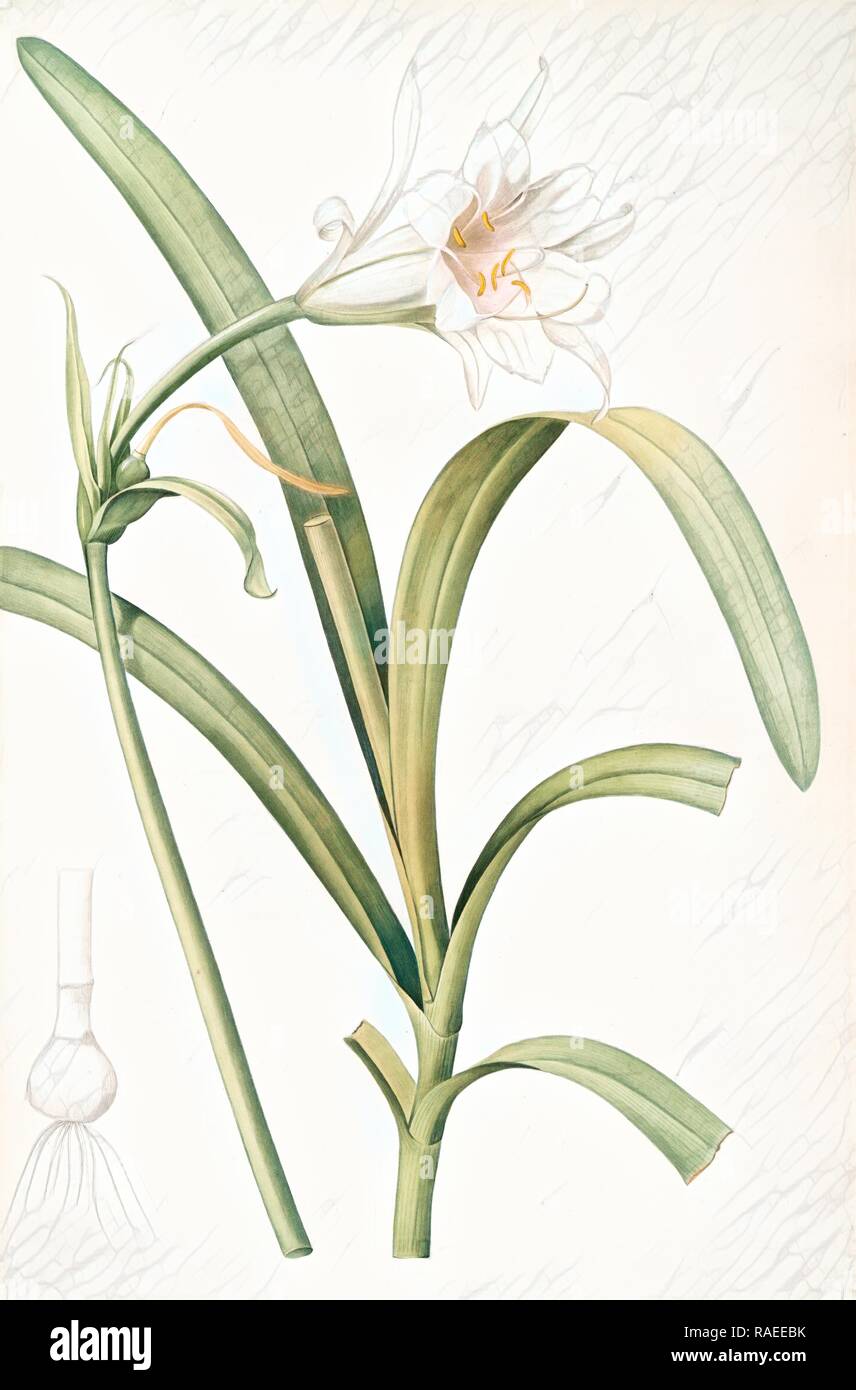 Sisyrinchium palmifolium, Eleutherine plicata, Bermudinne à feuilles plissées, Redouté, Pierre Joseph, 1759-1840, les reimagined Stock Photo