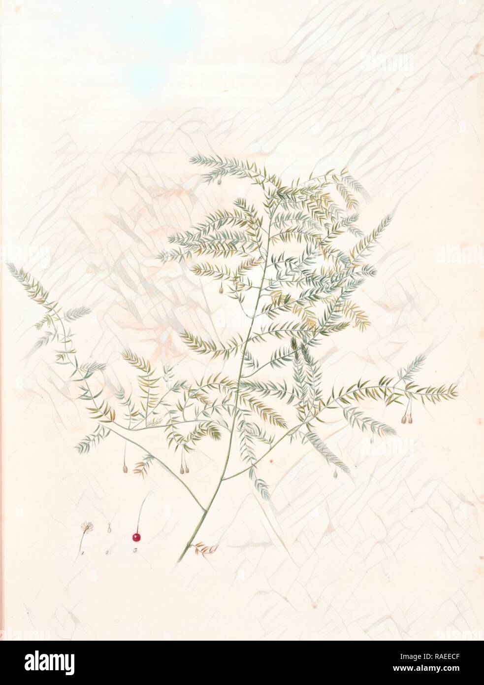 Asparagus pectinatus, Asparagus scandens, Asperge à feuilles en peigne, Redouté, Pierre Joseph, 1759-1840, les reimagined Stock Photo