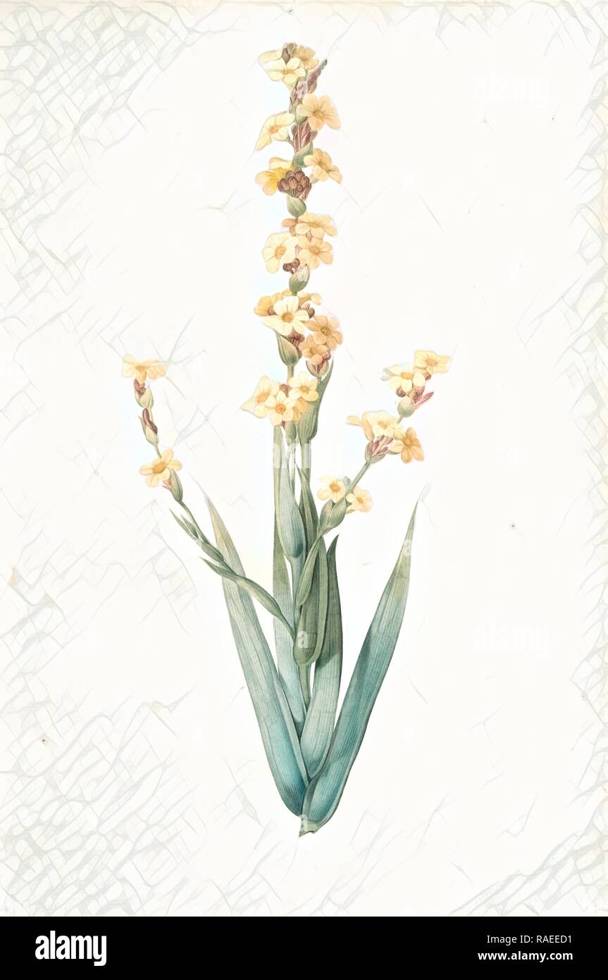 Sisyrinchium striatum, Bermudienne striée, Argentine yellowe-eyed grass, Satin flower, Redouté, Pierre Joseph, 1759- reimagined Stock Photo