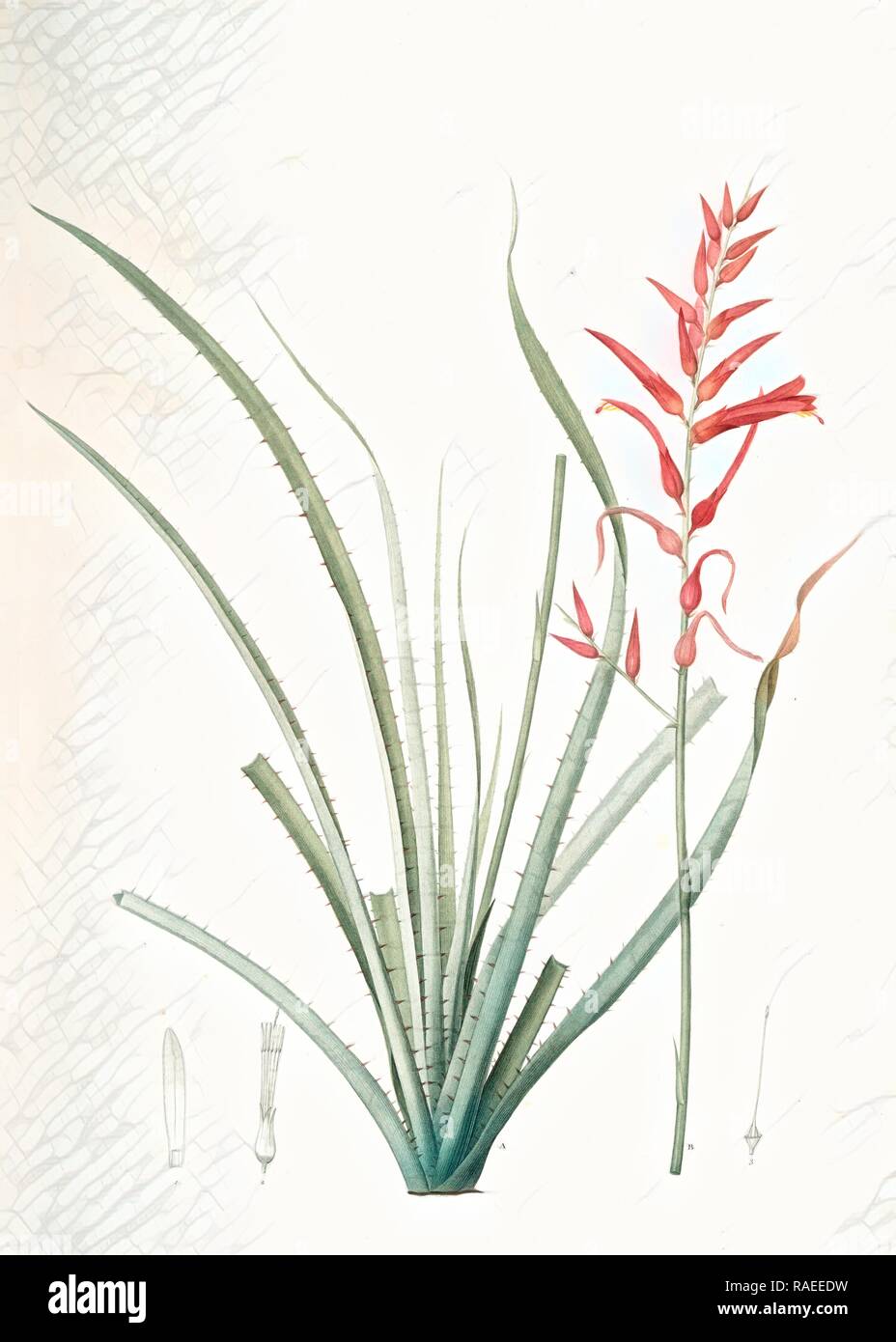 Pitcairnia angustifolia, Pitcairnia á feuille étroite , Pina cortadora, Redouté, Pierre Joseph, 1759-1840, les reimagined Stock Photo