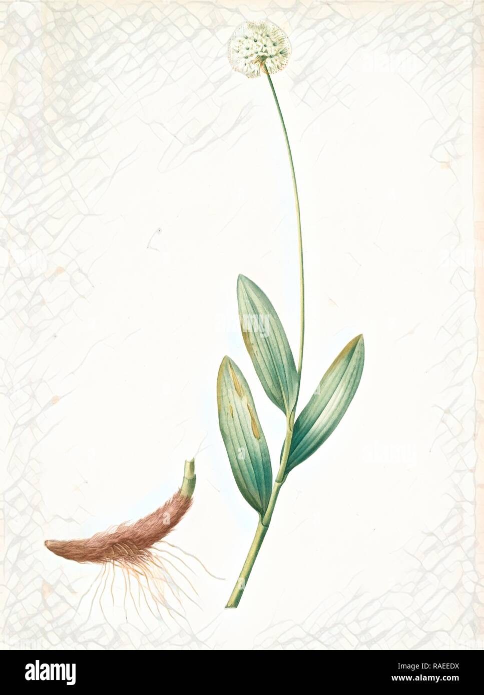 Allium victorialis, Ail victoriale, Victory onion, Redouté, Pierre Joseph, 1759-1840, les liliacees, 1802 - 181 reimagined Stock Photo