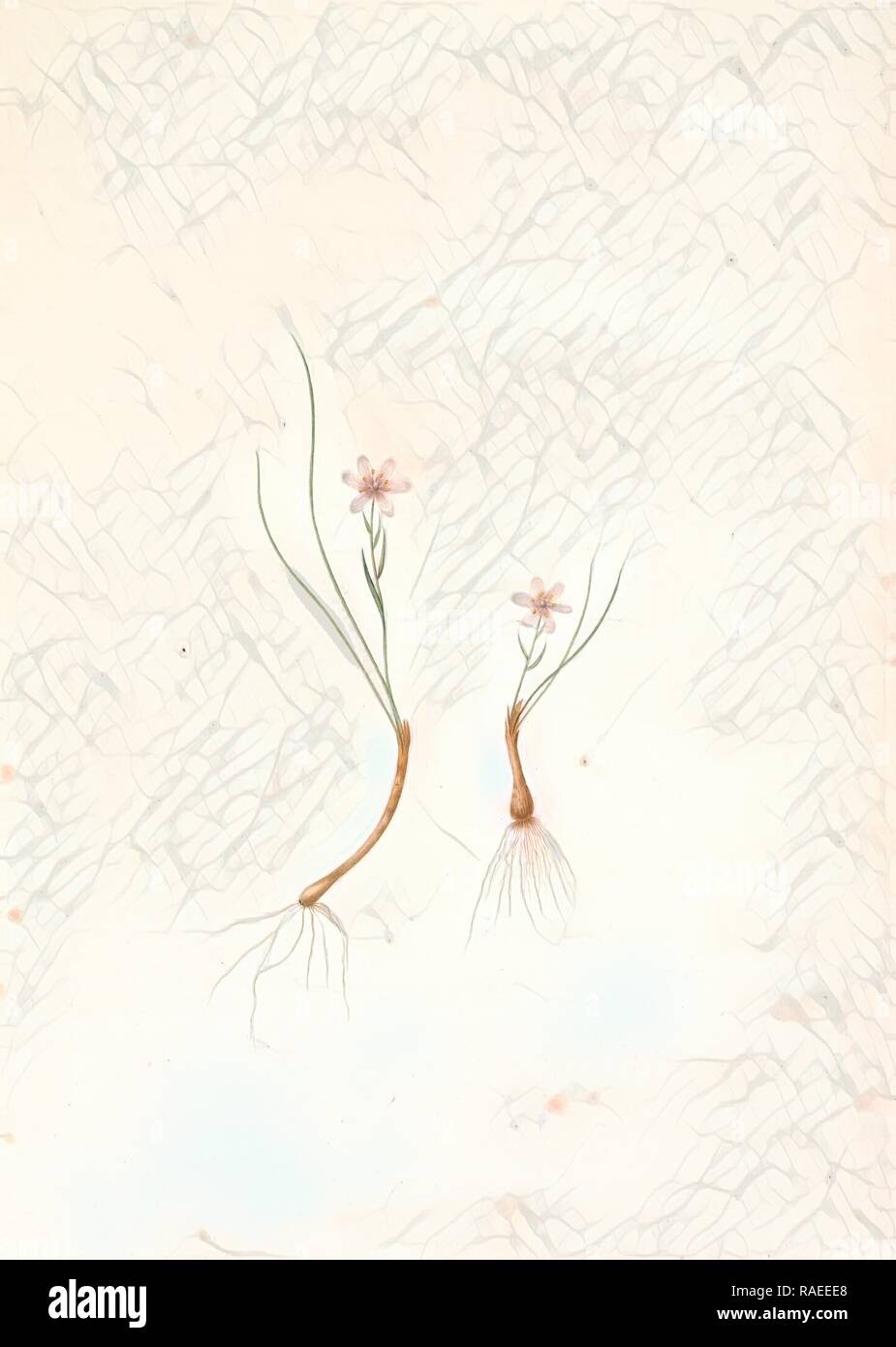 Phalangium serotinum, Lloydia serotina, Phalangère tardive Alp Lily, Redouté, Pierre Joseph, 1759-1840, les liliacees reimagined Stock Photo