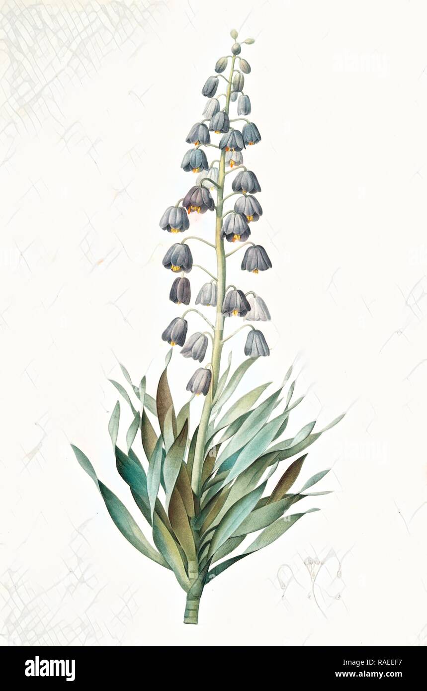 Fritillaria persica, Fritillaire de Perse, Persian Fritillary, Redouté, Pierre Joseph, 1759-1840, les liliacees, 1802 reimagined Stock Photo