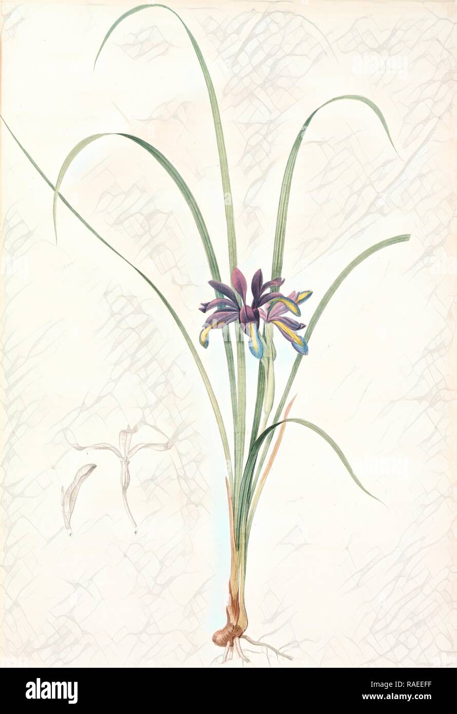 Iris graminea, Iris à feuilles de gramen, Redouté, Pierre Joseph, 1759-1840, les liliacees, 1802 - 181. Reimagined Stock Photo
