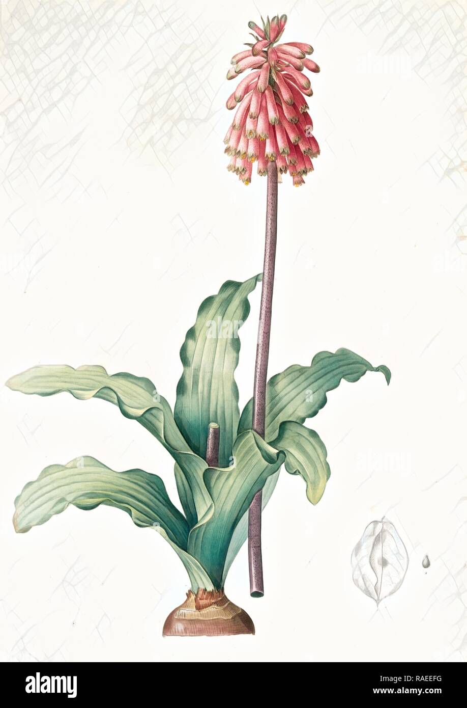 Veltheimia capensis, Veltheimia viridifolia, Green-leaved Forest Lily, Redouté, Pierre Joseph, 1759-1840, les reimagined Stock Photo