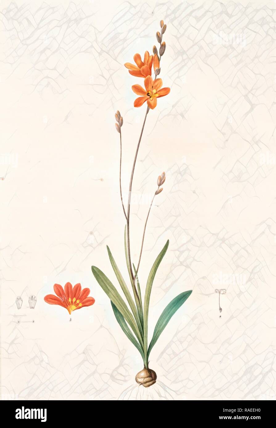 Ixia crocata, Tritonia crocata, Ixia safranée, Blazing Star, Saffron-colored Ixia, Redouté, Pierre Joseph, 1759-1840 reimagined Stock Photo