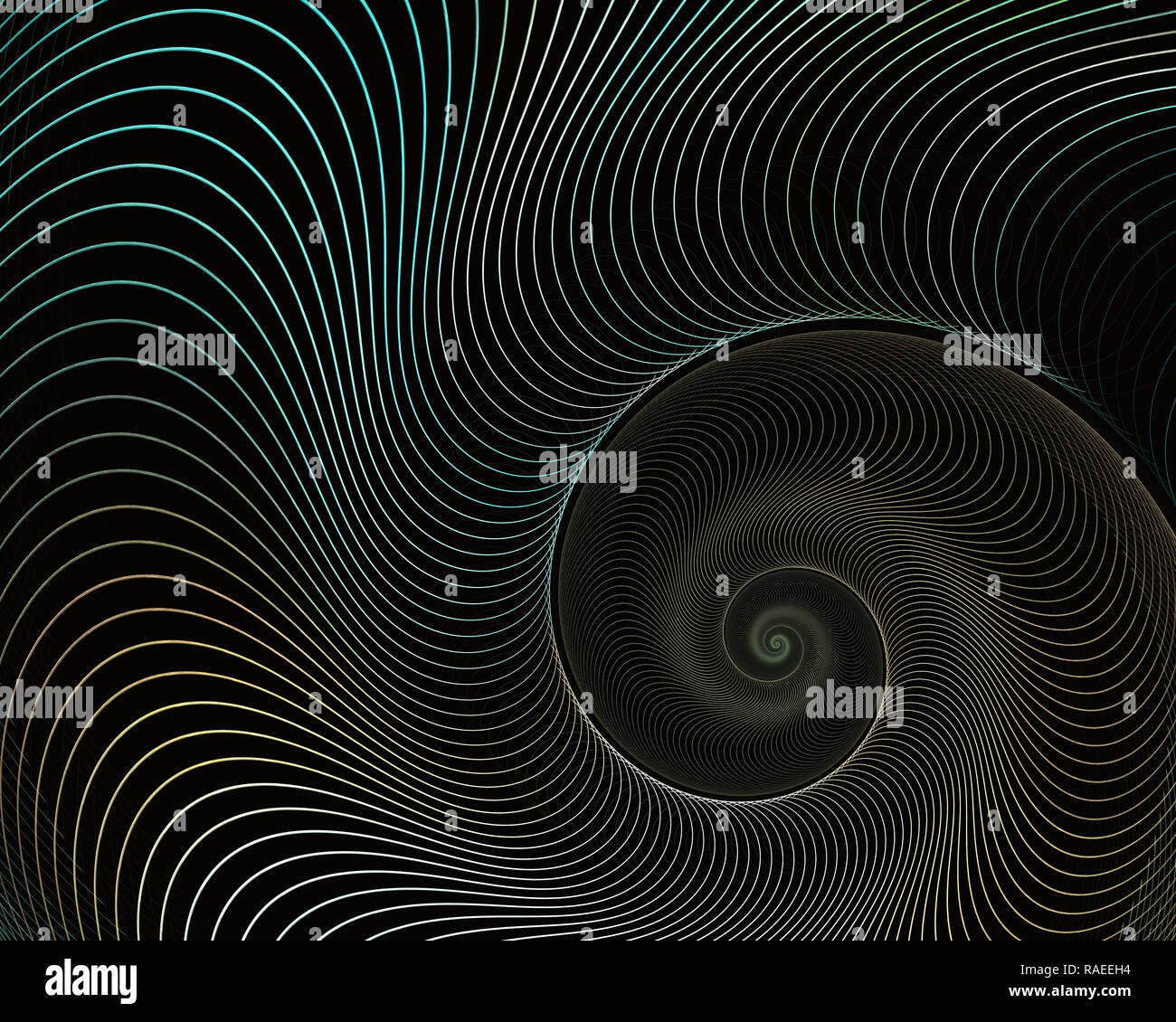 Nautilus Shell Golden Ratio High Resolution Stock Photography And Images Alamy