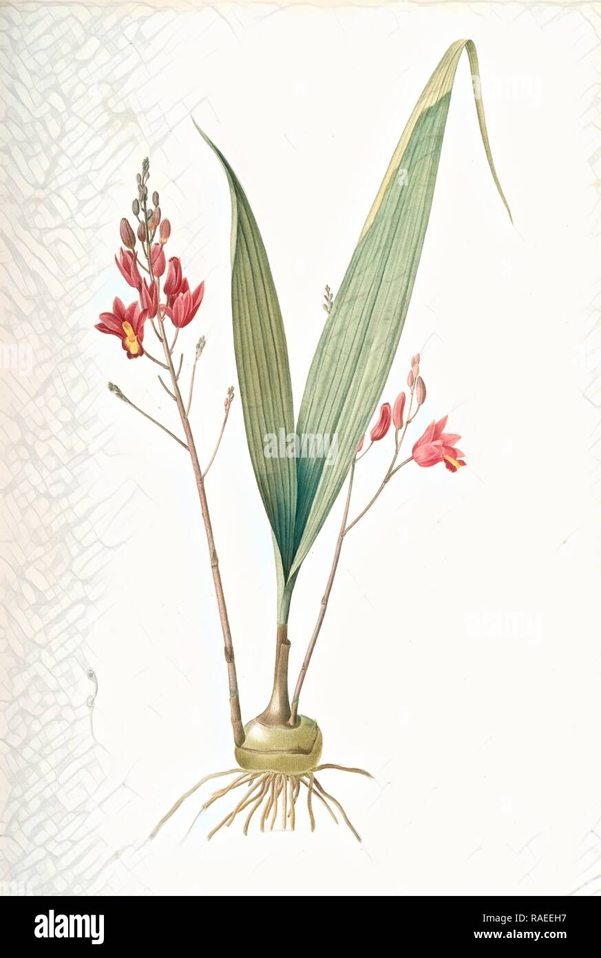 Limodorum purpureum, Bletia verecunda, Limodore pourpre, Pine pink, Redouté, Pierre Joseph, 1759-1840, les liliacees reimagined Stock Photo
