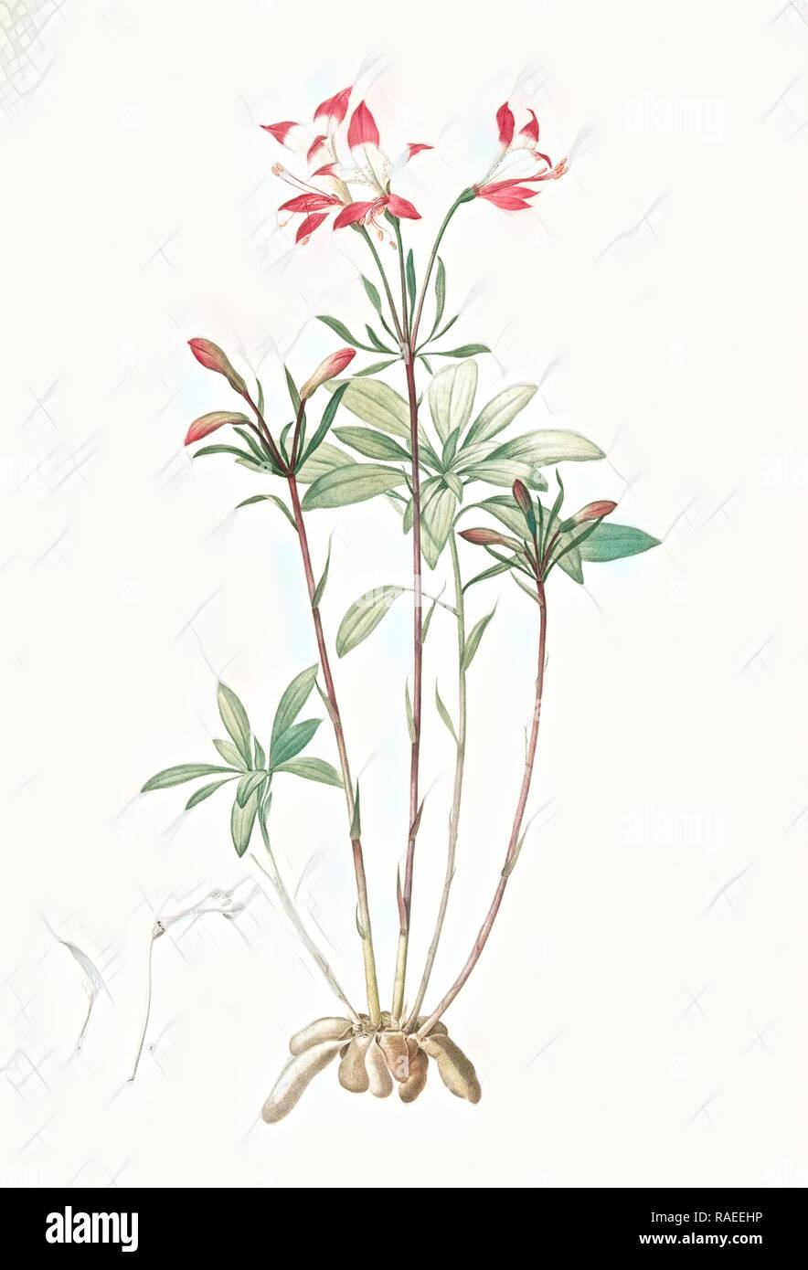 Alstroemeria, Alstroemeria Ligtu, Inca Lily, Peruvian Lily, St Martin's Flower, Redouté, Pierre Joseph, 1759-1840 reimagined Stock Photo