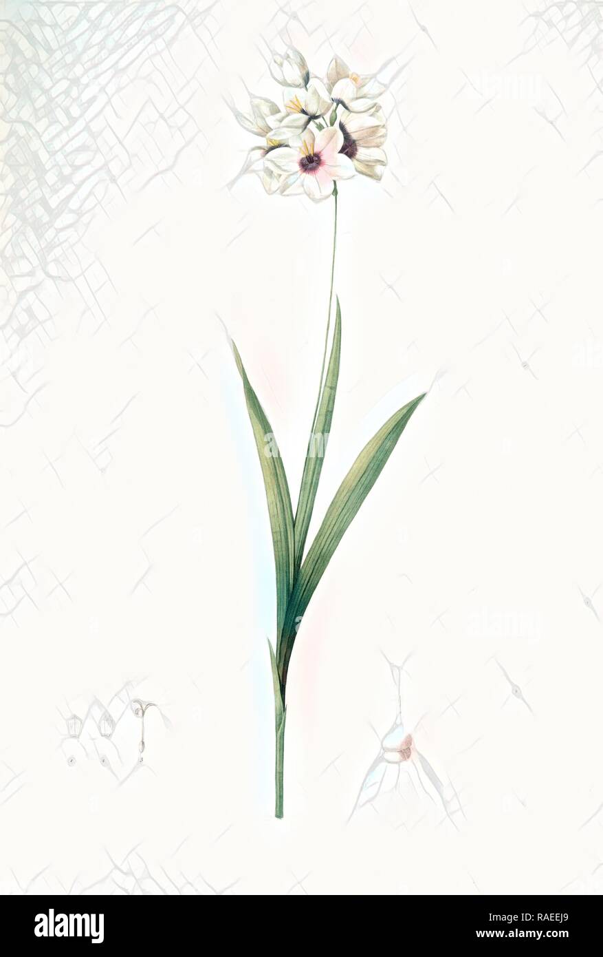 Ixia maculata, Ixia tachée, African cornlily, Redouté, Pierre Joseph, 1759-1840, les liliacees, 1802 - 181 reimagined Stock Photo