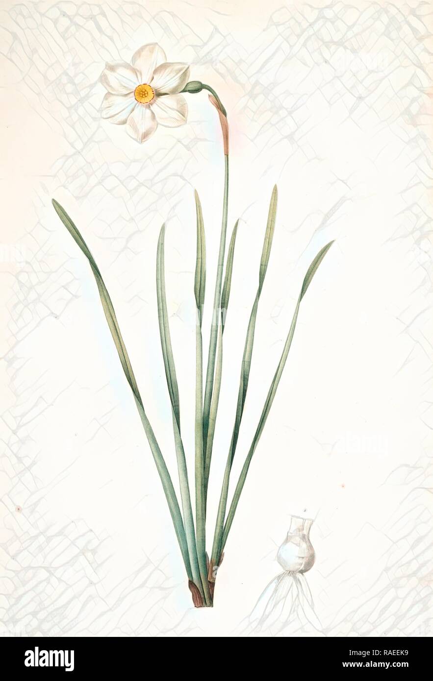 Narcissus poeticus, Narcisse des poétes Poet's Narcissus or Pheasant's Eye,  Redouté, Pierre Joseph, 1759-1840, les reimagined Stock Photo - Alamy