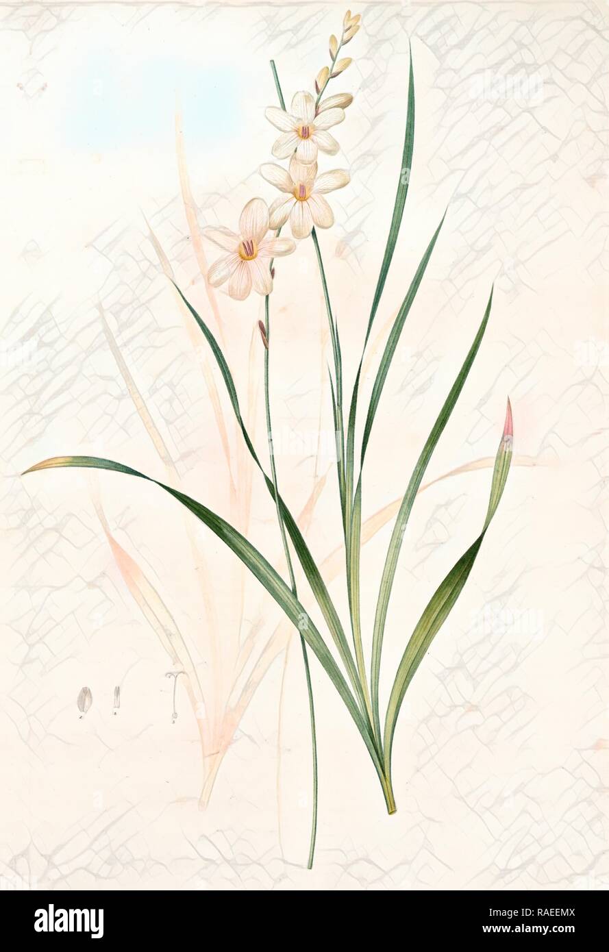 Gladiolus lineatus, Tritonia lineata, Glaïeul rayé, Redouté, Pierre Joseph, 1759-1840, les liliacees, 1802 - 181 reimagined Stock Photo