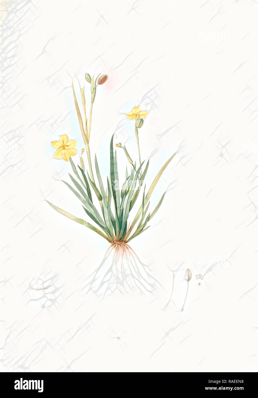 Sisyrinchium convolutum, Bermudienne roulée, Eyed Grass, Yellow, Redouté, Pierre Joseph, 1759-1840, les liliacees reimagined Stock Photo