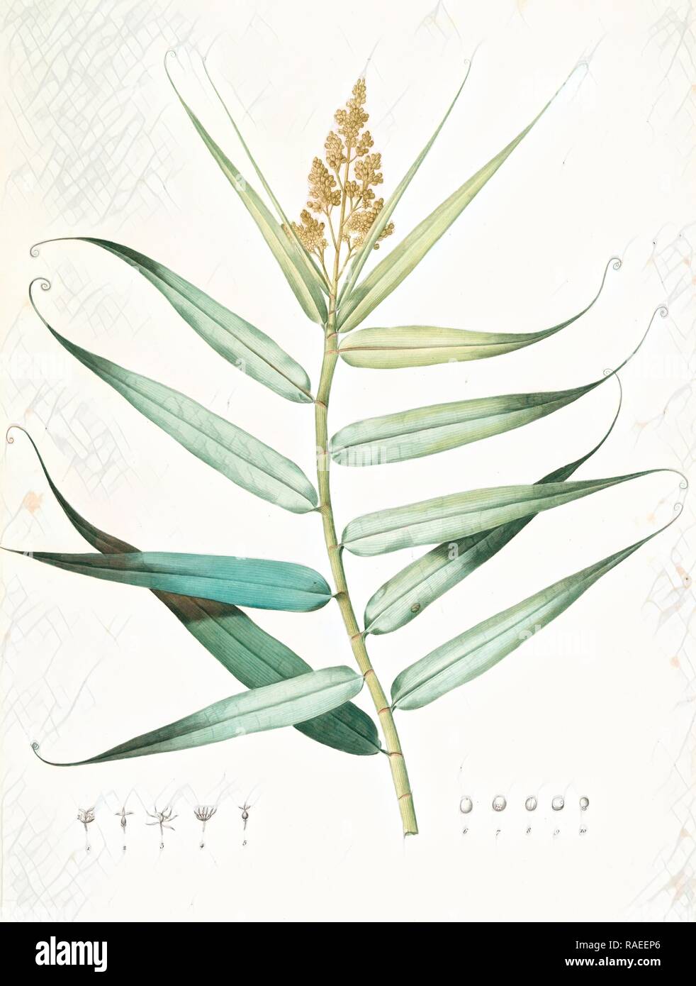 Flagellaria Indica, Flagellaria des Indes, False Rattan, Supple Jack ,Whip Vine, Redouté, Pierre Joseph, 1759-1840 reimagined Stock Photo