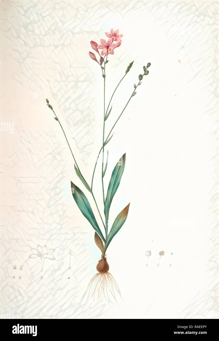 Gladiolus junceus, Lapeyrousia juncea, Glaïeul jonc, Redouté, Pierre Joseph, 1759-1840, les liliacees, 1802 - 181 reimagined Stock Photo