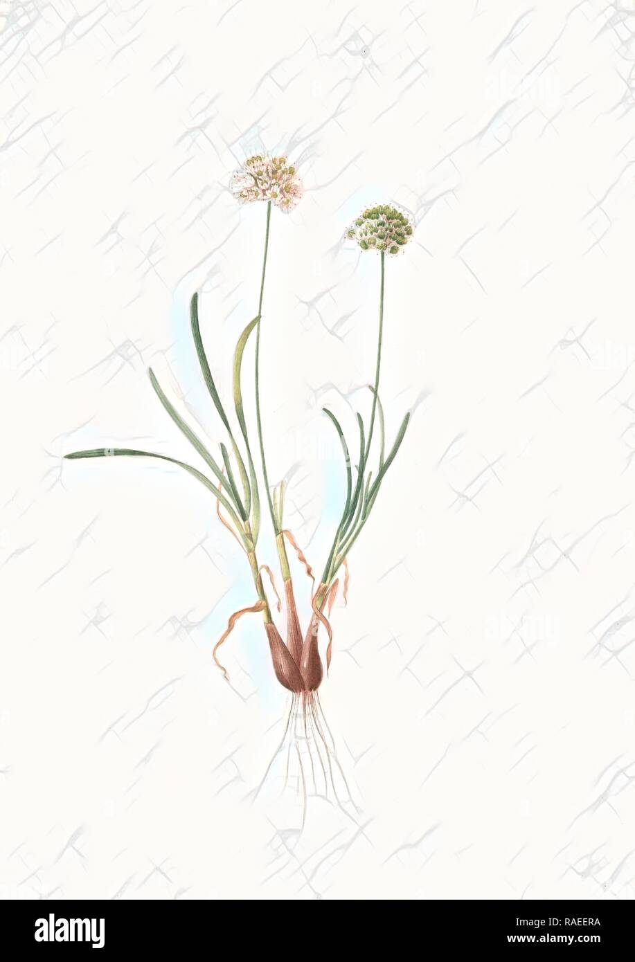 Allium carolinianum, Ail de Caroline, Redouté, Pierre Joseph, 1759-1840, les liliacees, 1802 - 181. Reimagined Stock Photo