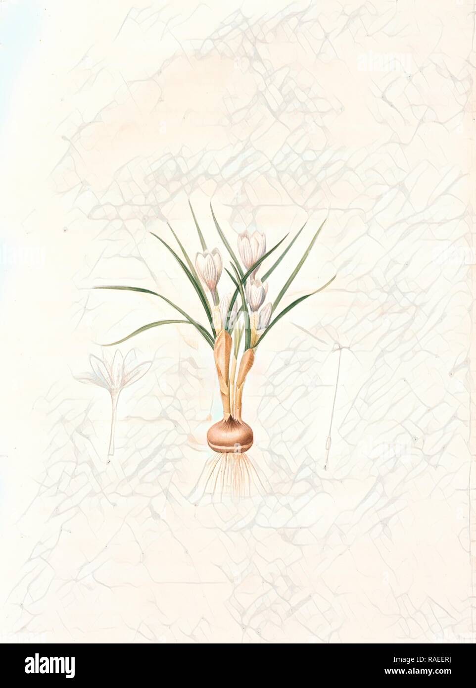 Crocus biflorus, Safran à deux fleurs, Scotch Crocus, Redouté, Pierre Joseph, 1759-1840, les liliacees, 1802 - 181 reimagined Stock Photo