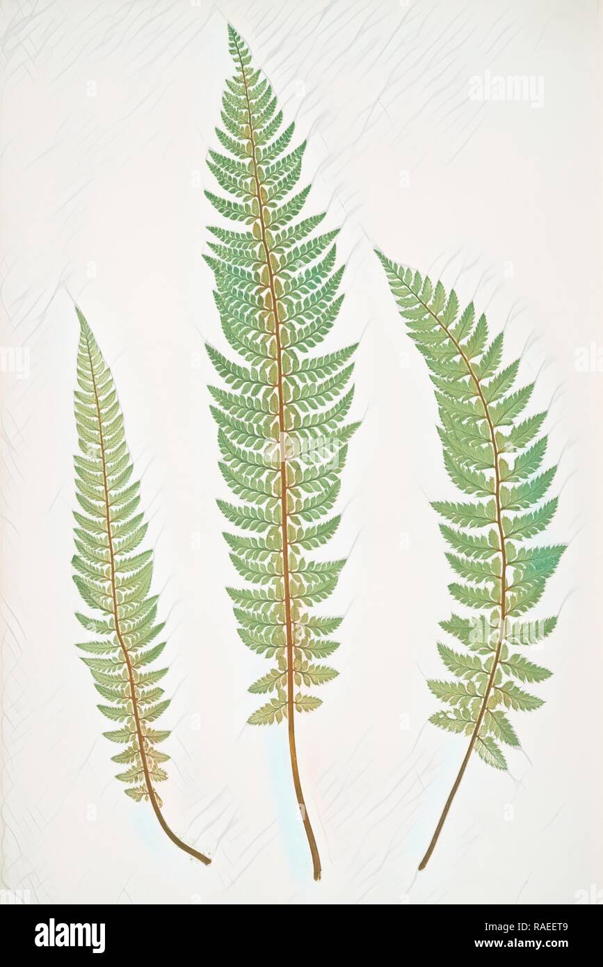 Polystichum aculeatum lobatum. The common prickly shield fern, Bradbury, Henry Riley (1821-1887), (Illustrator), 1857 reimagined Stock Photo