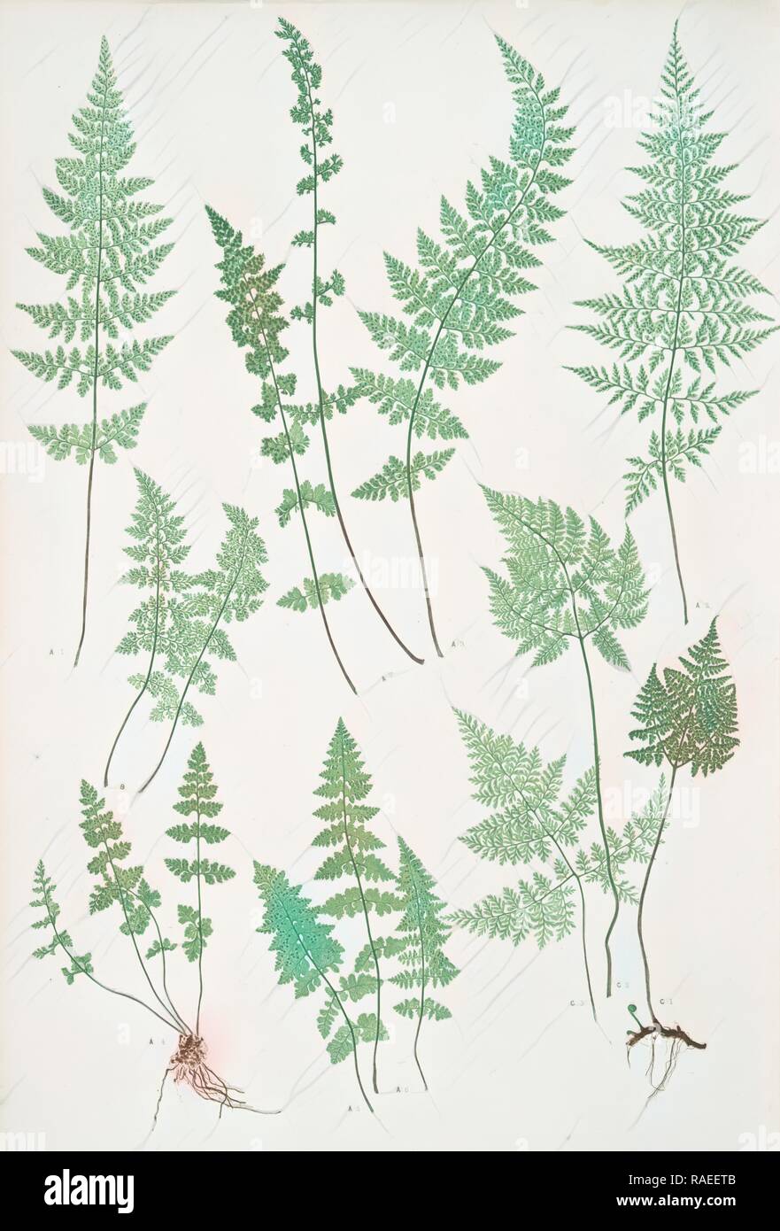 A. Cystopteris fragilis. B. C. regia. C. C. montana. The brittle bladder fern, The Alpine, or Royal bladder fern, The reimagined Stock Photo