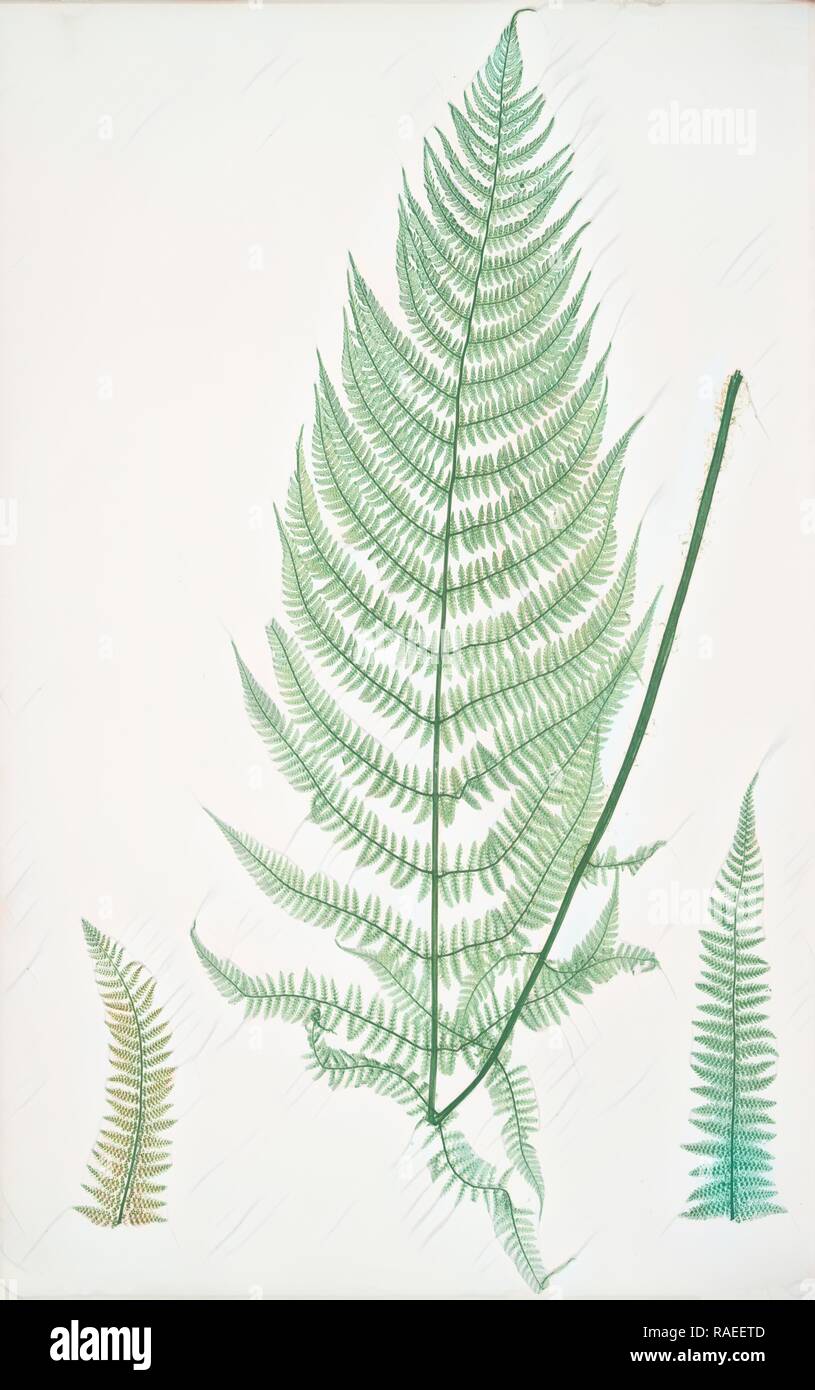 Athyrium Filix-foemina ovatum. The lady fern, Bradbury, Henry Riley (1821-1887), (Illustrator), ferns of Great reimagined Stock Photo