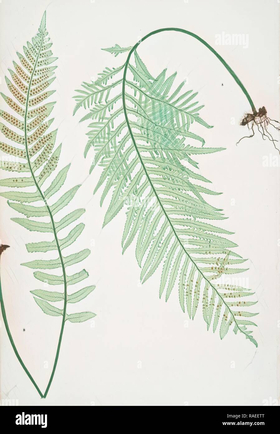 A. Polypodium vulgare semilacerum. B. P. vulgare serratum. The common polypody, Bradbury, Henry Riley (1821-1887), ( reimagined Stock Photo
