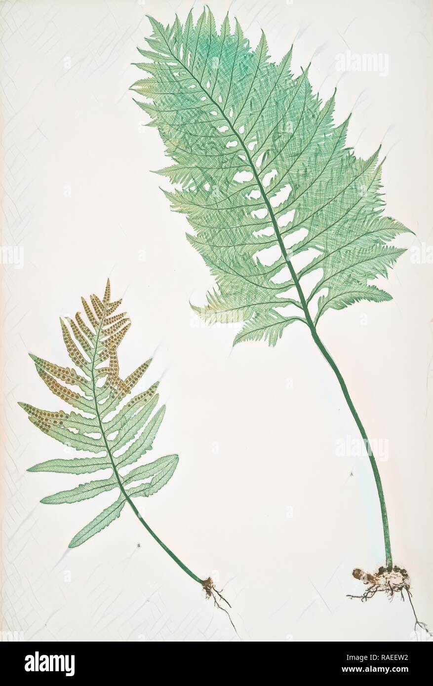 A. Polypodium vulgare cambricum. B. P. vulgare crenatum. The common polypody, Bradbury, Henry Riley (1821-1887), ( reimagined Stock Photo