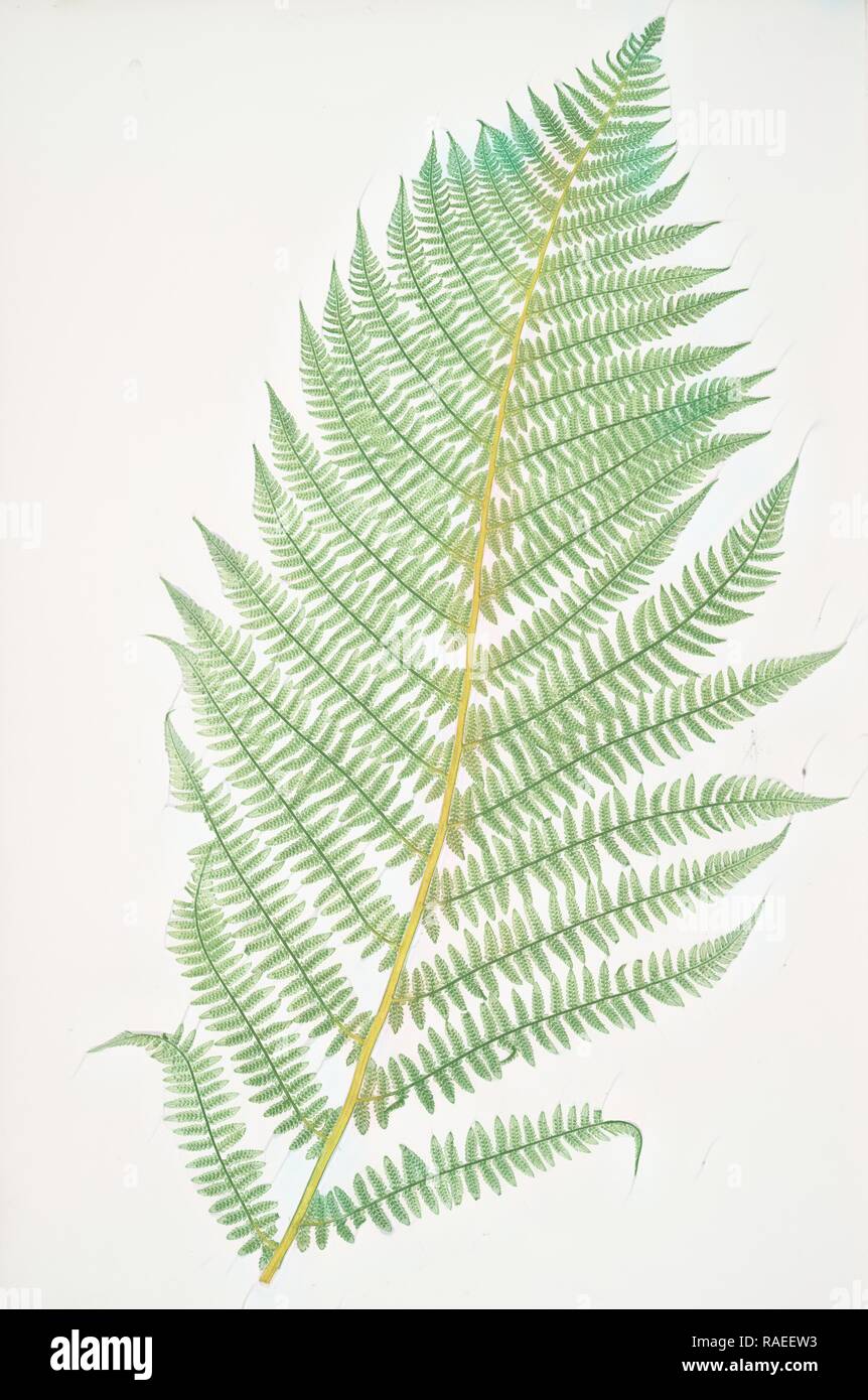 Athyrium Filix-foemina. The lady fern, Bradbury, Henry Riley (1821-1887), (Illustrator), ferns of Great Britain and reimagined Stock Photo
