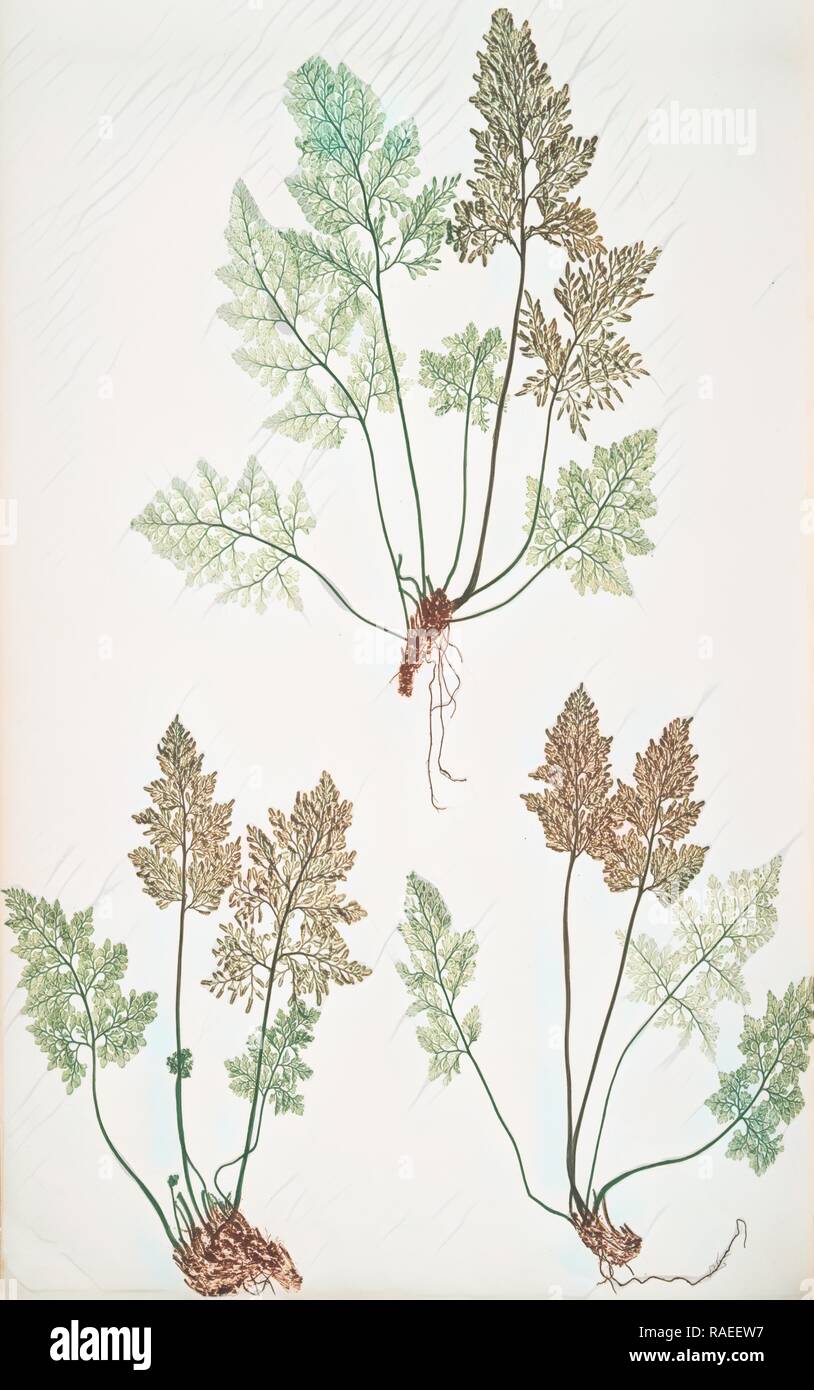 Allosorus crispus. The mountain parsley fern, or Rock brakes, Bradbury, Henry Riley (1821-1887), (Illustrator), 1857 reimagined Stock Photo