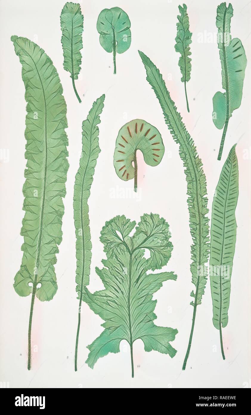 Scolopendrium vulgare. The common harts-tongue fern, Bradbury, Henry Riley (1821-1887), (Illustrator), ferns of Great reimagined Stock Photo
