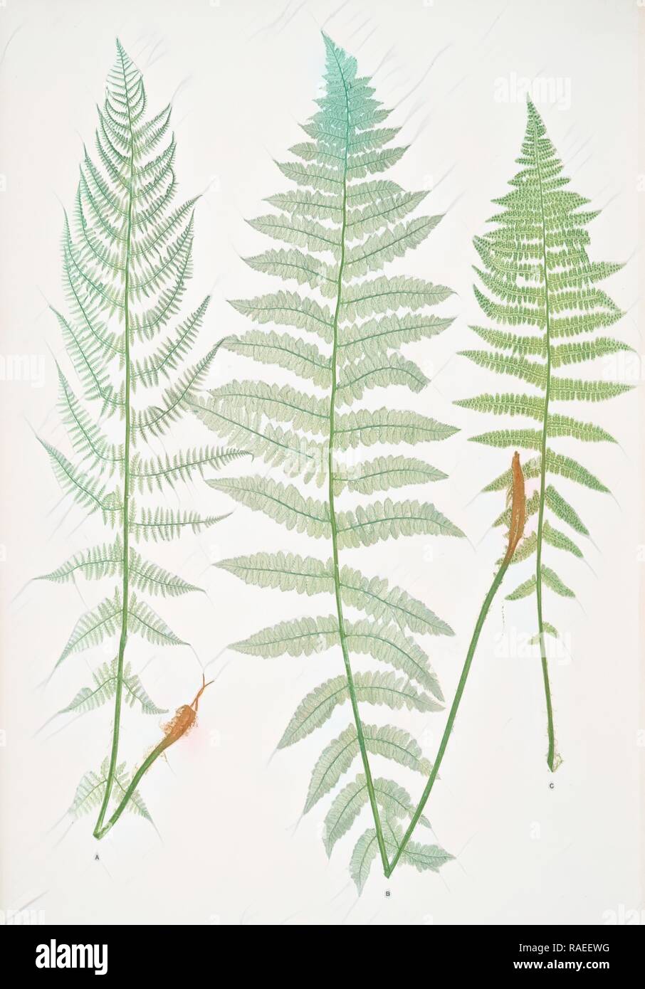 A. Athyrium Filix-foemina rhÃ¦ticum. B. A. Filix-foemina latifolium. C. A. Filix-foemina marinum. The lady fern reimagined Stock Photo