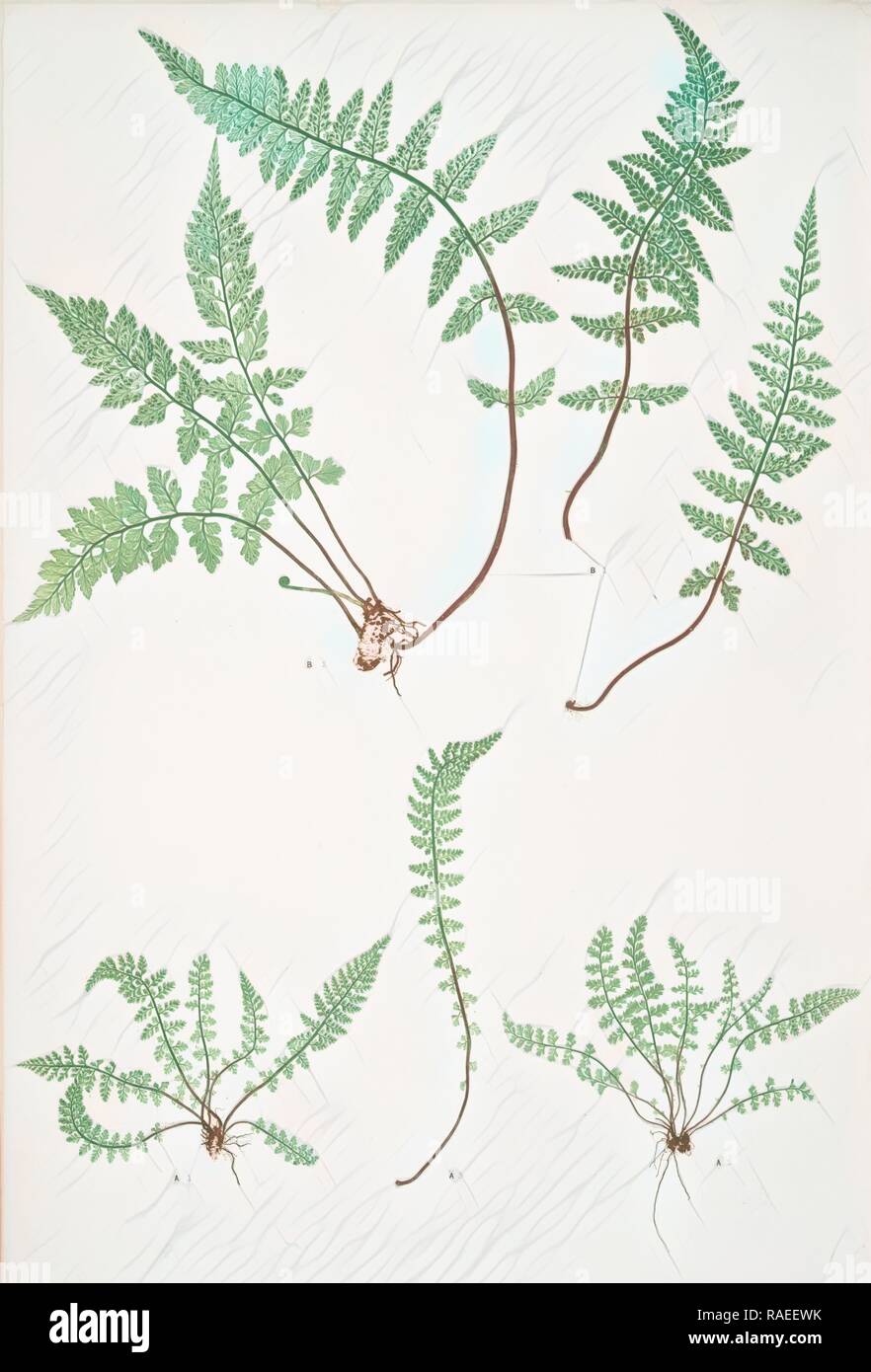 A. Asplenium fontanum. B. Asplenium lanceolatum. The smooth rock spleenwort, Bradbury, Henry Riley (1821-1887), ( reimagined Stock Photo