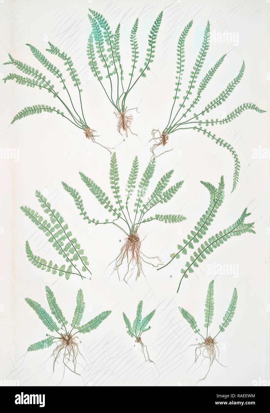 Asplenium viride. The green spleenwort, Bradbury, Henry Riley (1821-1887), (Illustrator), ferns of Great Britain and reimagined Stock Photo