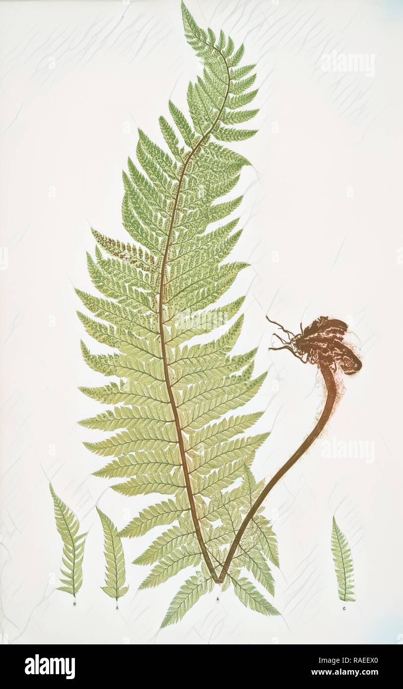 A. Polystichum aculeatum. B. P. aculeatum argutum. C. P. aculeatum alatum. The common prickly shield fern, Bradbury reimagined Stock Photo
