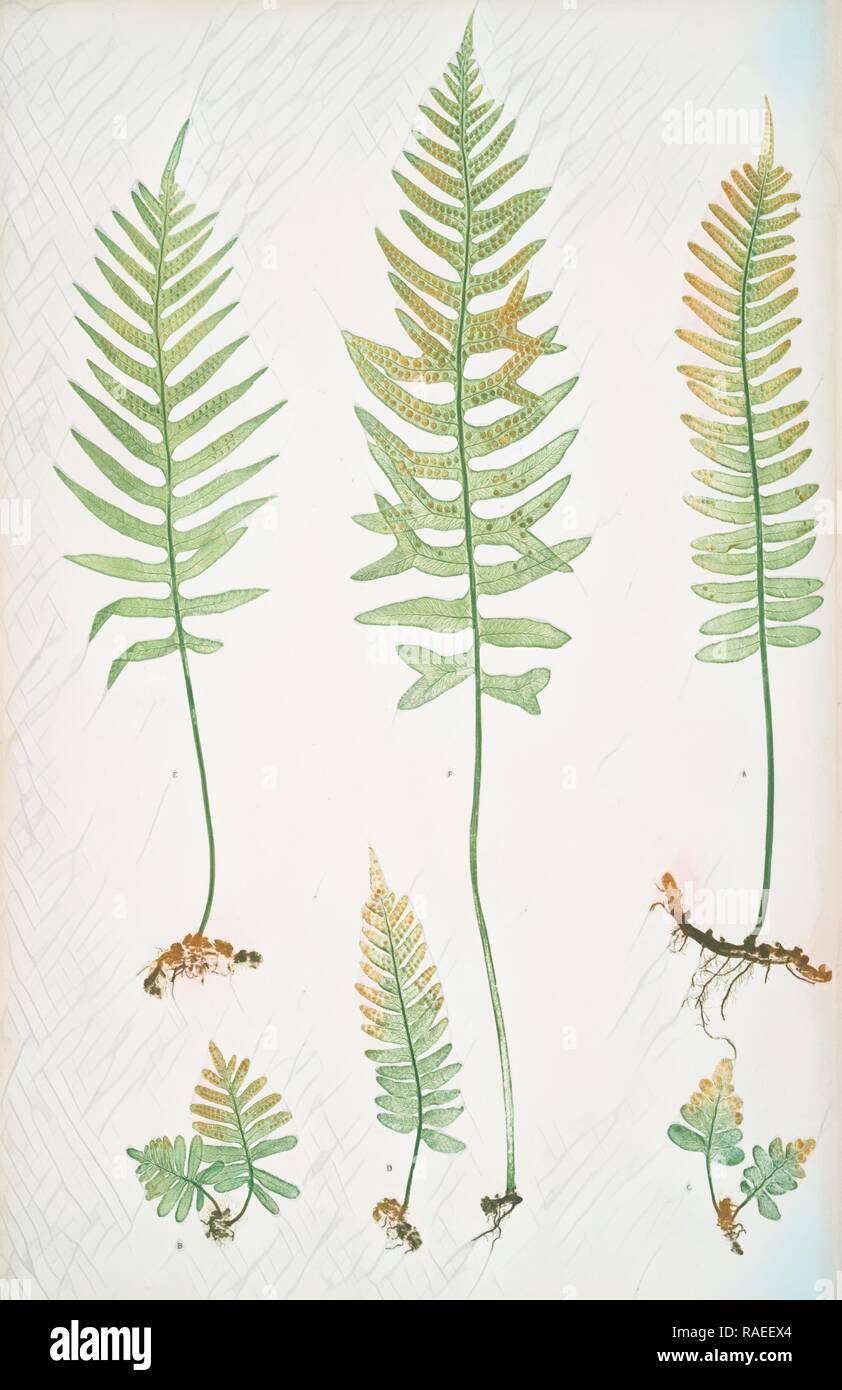 Polypodium vulgare (A,B,C,D), P. vulgare acutum (E), P. vulgare hifidum (F). The common polypody, Bradbury, Henry reimagined Stock Photo
