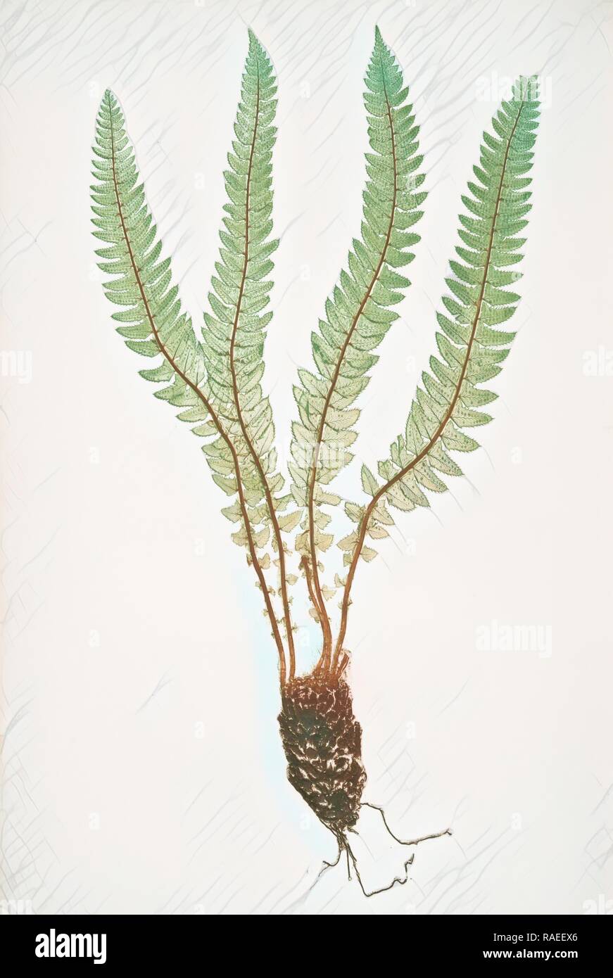 Polystichum Lonchitis. The Alpine shield fern, or Holly fern, Bradbury, Henry Riley (1821-1887), (Illustrator), 1857 reimagined Stock Photo