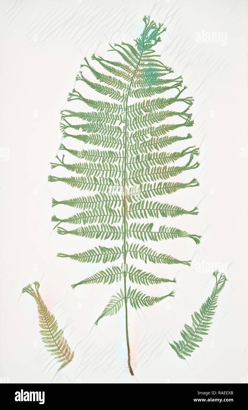 Athyrium Filix-foemina multifidum. The lady fern, Bradbury, Henry Riley (1821-1887), (Illustrator), ferns of Great reimagined Stock Photo
