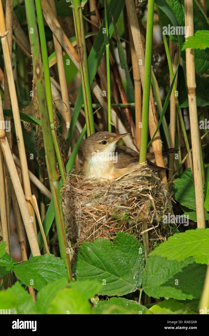 REED WARBLER (Acrocephalus scirpaceus) on its nest, UK. Stock Photo