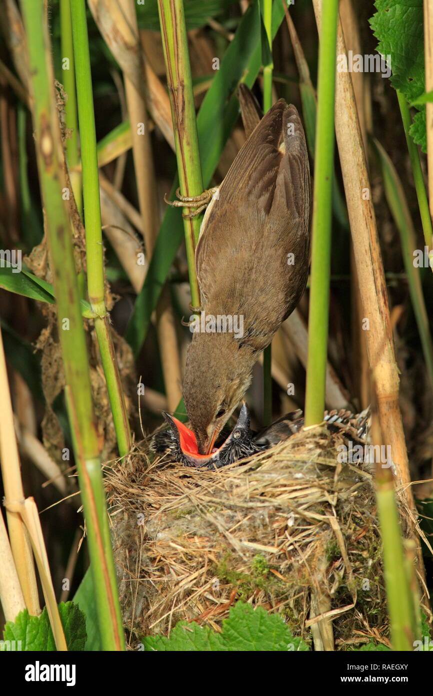 REED WARBLER (Acrocephalus scirpaceus) feeding cuckoo parasite (Cuculus canorus), UK. Stock Photo