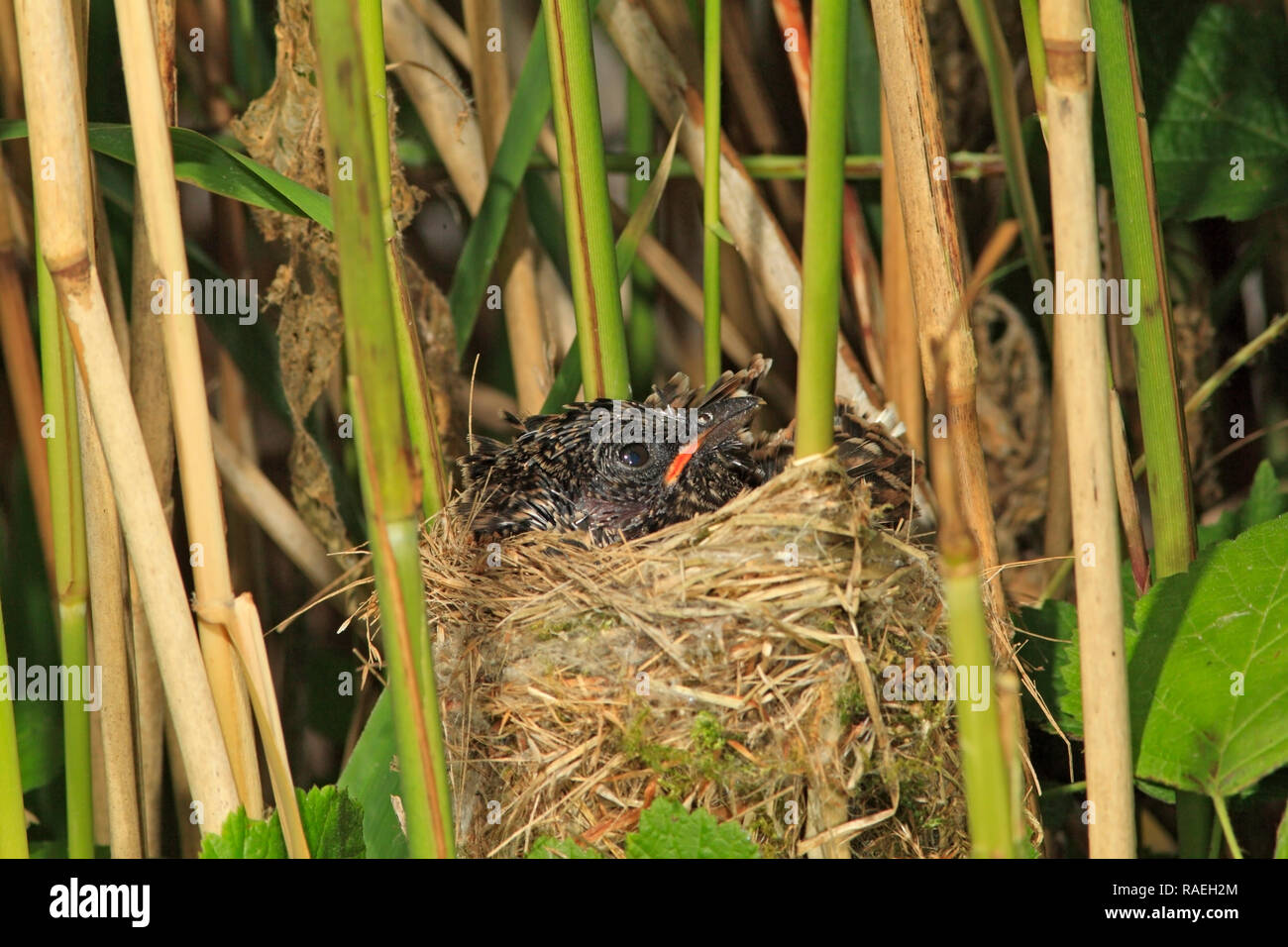 CUCKOO parasite (Cuculus canorus) UK Stock Photo - Alamy