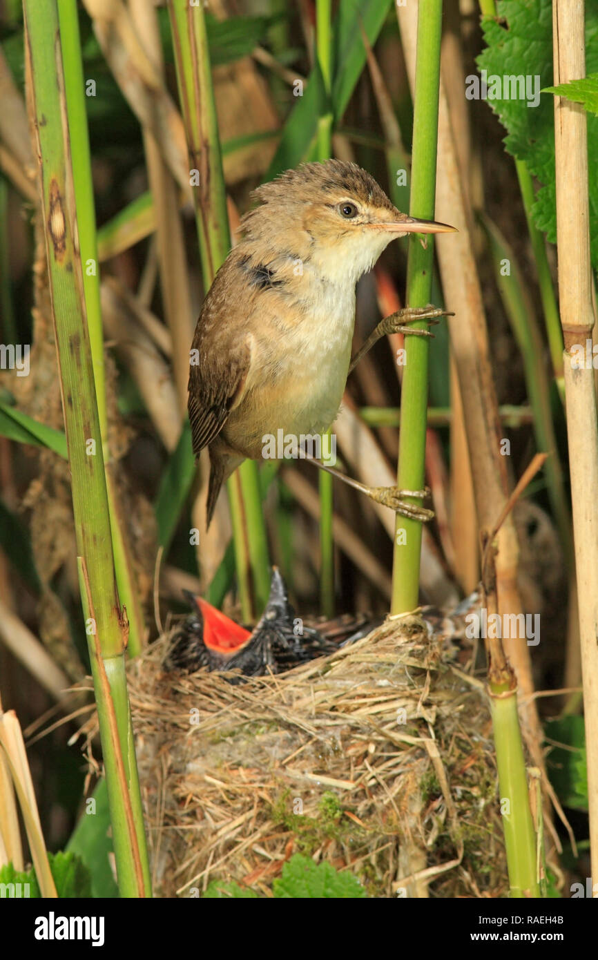 REED WARBLER (Acrocephalus scirpaceus) with cuckoo parasite (Cuculus canorus), UK. Stock Photo