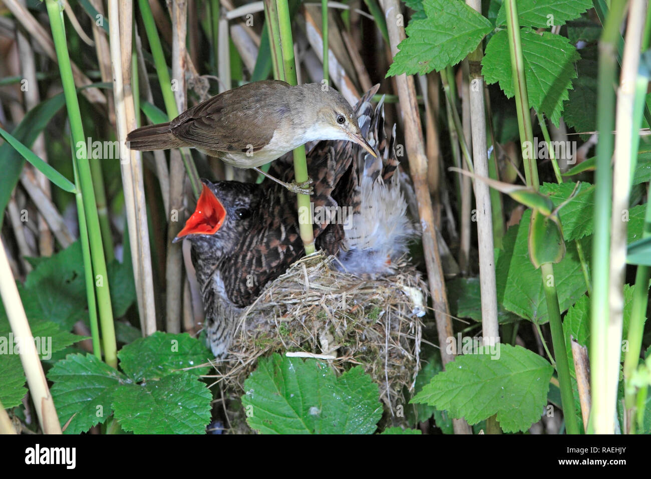 REED WARBLER (Acrocephalus scirpaceus) attending to cuckoo parasite (Cuculus canorus), UK. Stock Photo