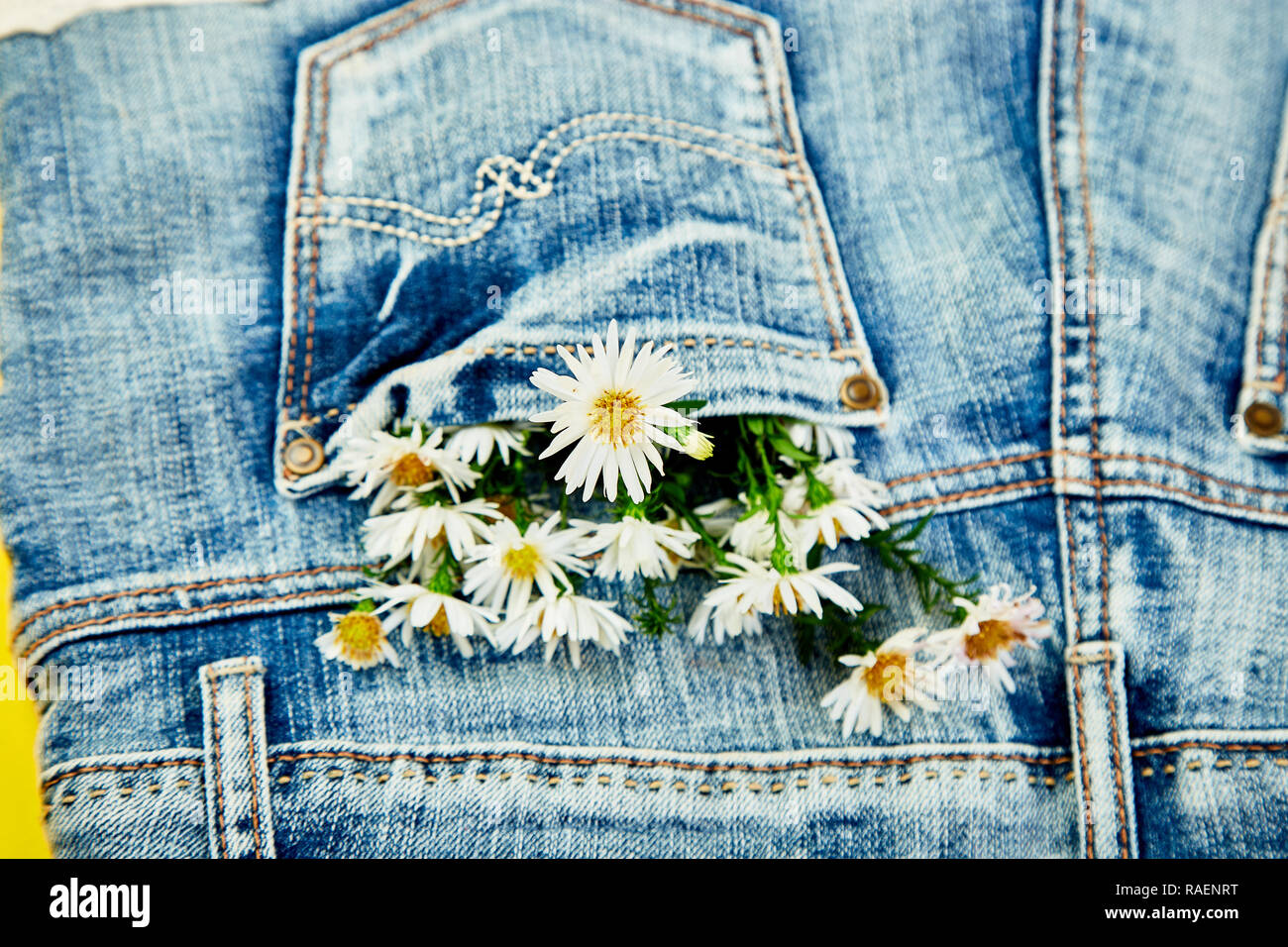 Bouquet of white flower in the pocket of a jeans on yellow background ...