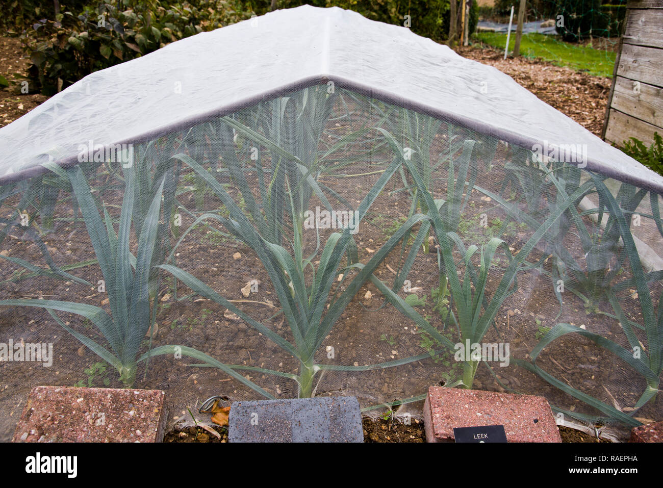 Fine mesh netting beeing used to protect a crop of leeks from the leek