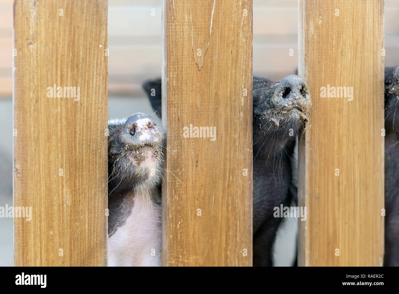 Lot of funny pig noses peeking through wooden fence at farm. Piglets sticking snouts . Intuition or instinct feeling concept. Stock Photo