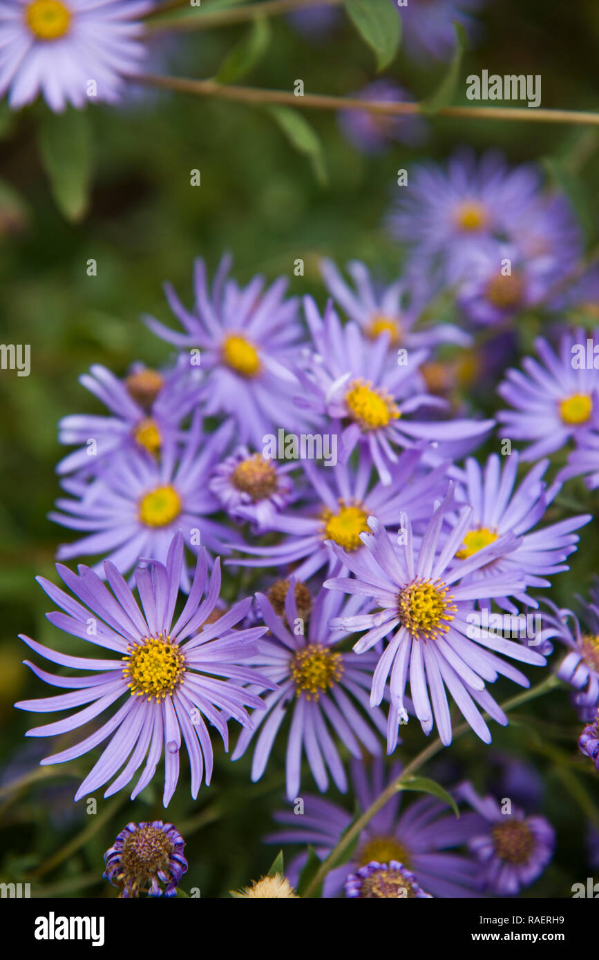 Aster x frikartii 'monch' Stock Photo - Alamy